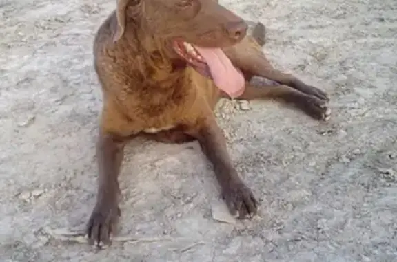 Собаки потеряшки, Анапа, фото: Потеряшка собака Ингрис, село Супсех, Краснодарский край