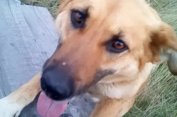 Пропала собака в Катайске, Курганская область