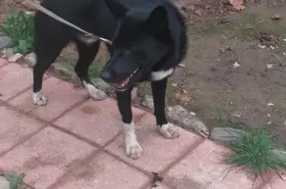 Найдена черная собака в СНТ Невзорово, Пушкинский район М.О.