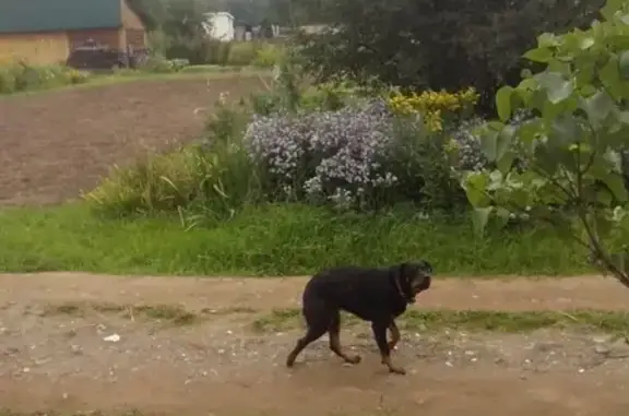 Найдена собака на СНТ Яблонька, ищем хозяев!