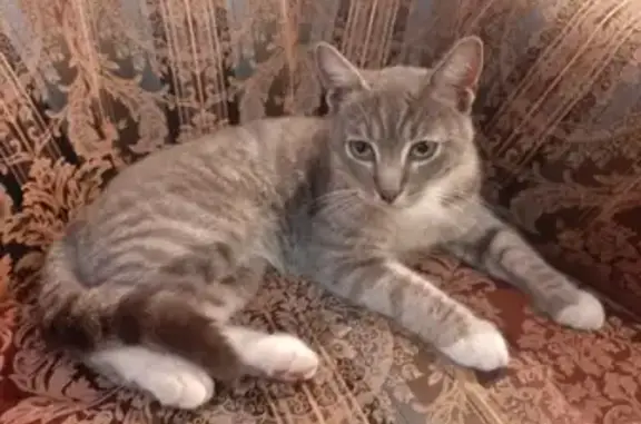 Найдена кошка на Тимирязевской ул. в Москве