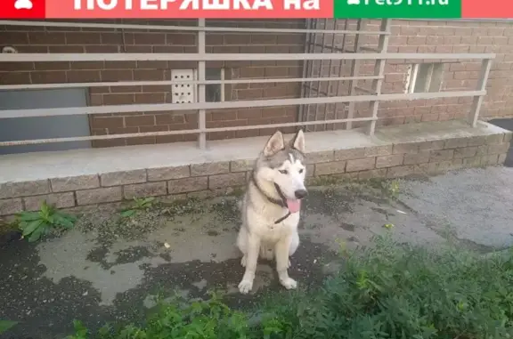 Собака Хаски найдена на ул. Октябрьской революции (д. 45) в Нижнем Новгороде