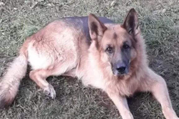 Пропала собака Даллас в деревне Притыкино, Тверская область