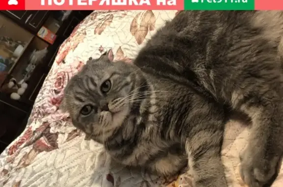 Пропала кошка в ЗАО Москвы, ул. Богданова 26