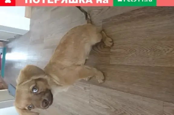 Найдена рыжая собака на ул. Пачева/Лермонтова