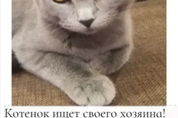 Найдена кошка на территории школы в Казани