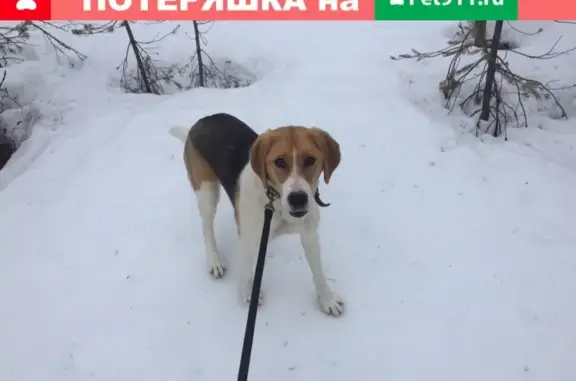 Пропала собака в Красновишерске, помогите!