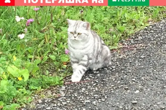 Пропала кошка в СНТ Арбат 2, Истринский район, Московская область