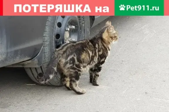 Найдена кошка в районе Политеха, ищет хозяина