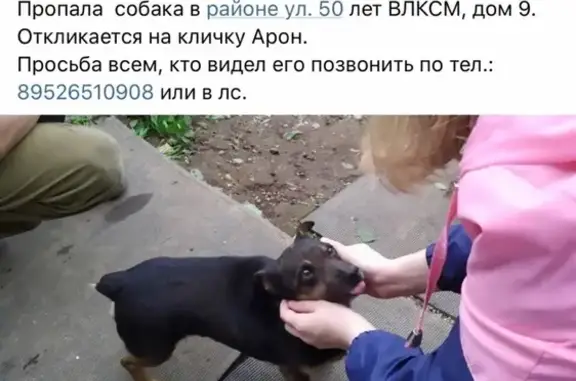 Пропала собака Арон в Чусовом, ул. 50 лет ВЛКСМ, д. 9