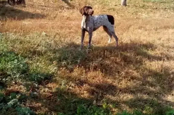 Собака найдена в Боровом, ул. Луганская.