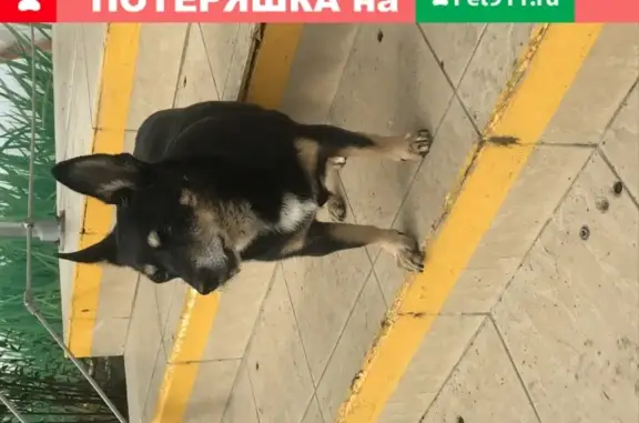 Срочно! Бездомный пёс на Борисовских прудах, нужна вет. помощь!