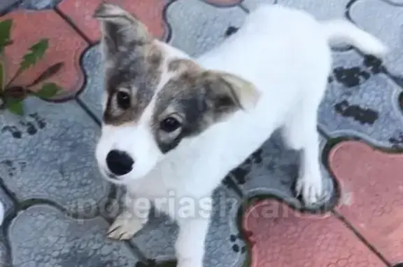 Найдена собака в районе Лесоперевалки