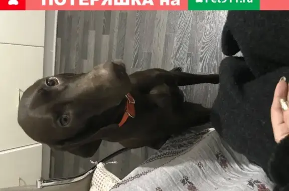 Пропала легавая собака в ХМАО, Россия