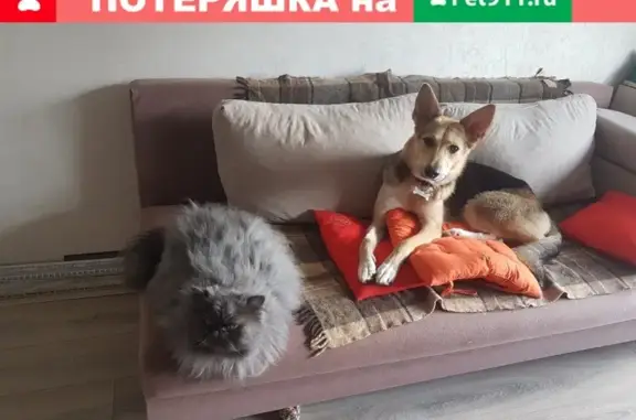 Пропала собака в поселке Северка, Екатеринбург