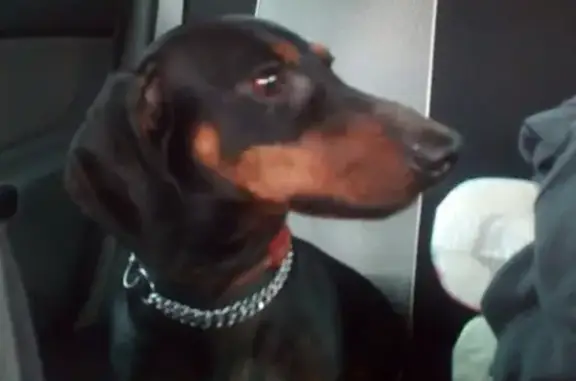 Найдена собака на остановке Костромское шоссе
