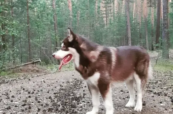 Пропала собака Хэппи в Черняевском лесу, Пермь
