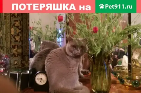 Пропала кошка Тоша на Советской, 51