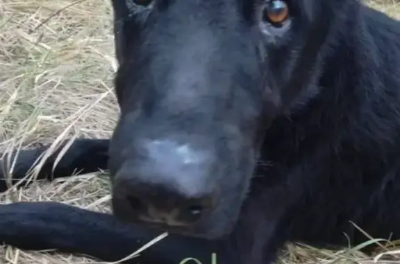 Найдена собака в Таганроге: контактная, черный кобель, признаки Немецкой овчарки.