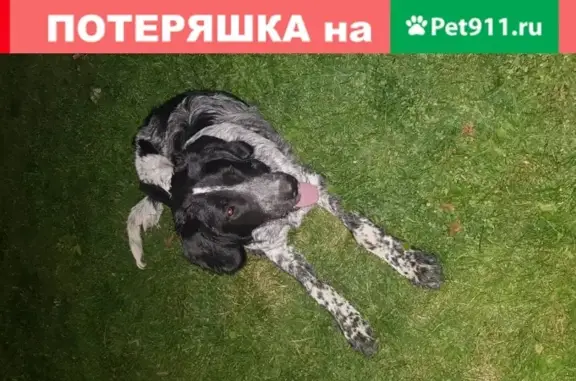 Найдена собака в Волгограде, ищем хозяина или добрые руки