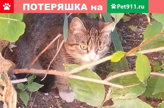 Найдена кошка на ул. Дворянской, дом 15, черный ошейник с белыми лапками