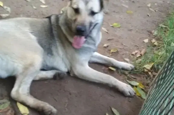 Собаки потеряшки, Москва, фото: Найдена собака на улице Полбина, 20 - помогите найти хозяев!