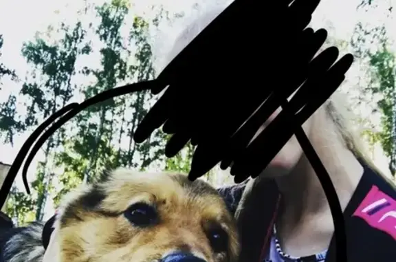 Пропала собака Пират в Истре, Московская область