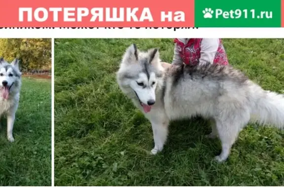 Найдена собака на улице Перерва (Москва)