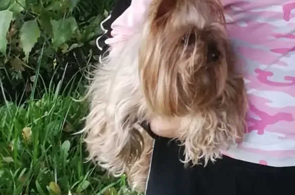 Объявления о пропавших и найденных животных, Тверь, фото: Пропала собака на ул. 3-я Пролетарская, помогите найти!