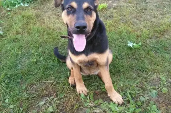 Найдена домашняя собака в Балахнинском районе