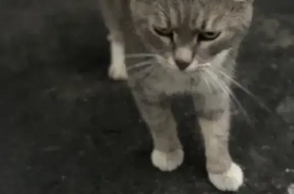 Серая ласковая кошка в Москве найдена