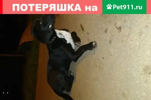 Найдена потеряшка собака в парке Мытищи