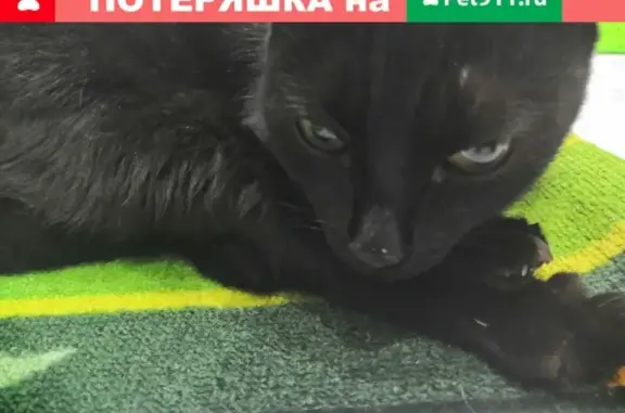 Ласковая кошка ищет дом: ул. Мелик-Карамова, 64