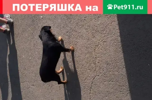 Найдена потерявшаяся собака на пр. Победы, Оренбург