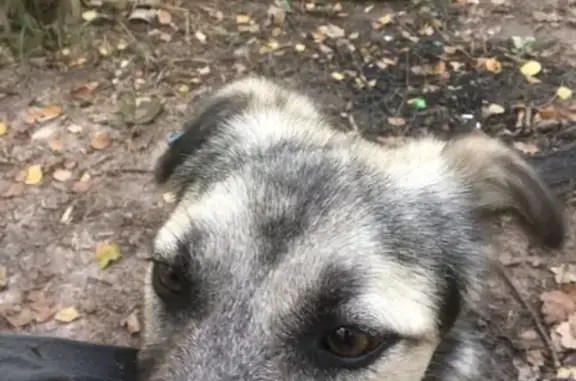 Найденные животные Москва, фото: Найден пес с биркой в Юго-Западном округе Москвы
