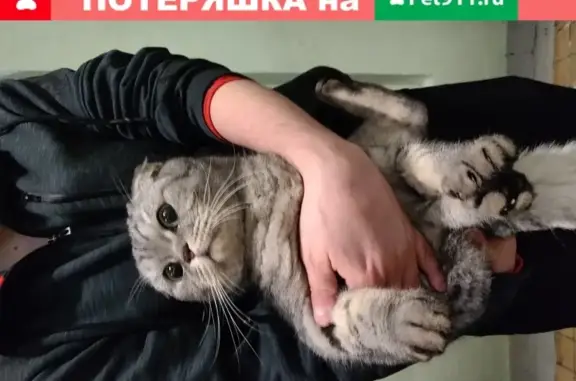 Найдена кошка в Орехово-Борисово, Гурьевский проезд 15к1