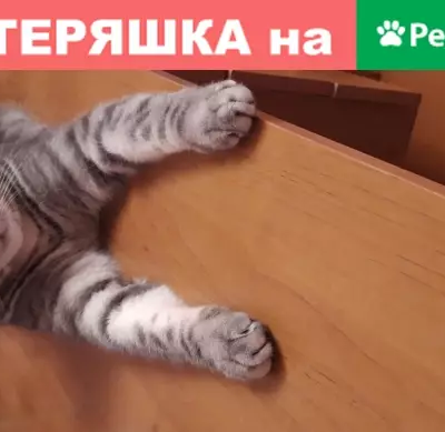 Пропала кошка на улице Ивановского, кот Бася, Томск.