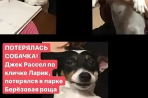 Пропала собака в Березовой роще, Москва