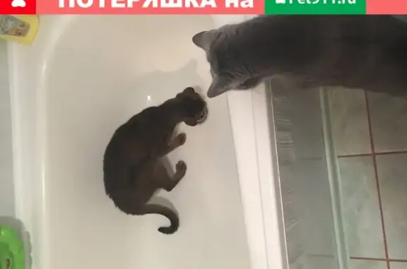 Найден худой Абиссинский кот в Головинке, Московская область