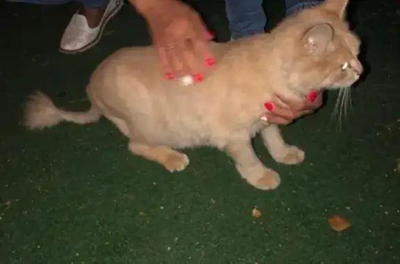Найден персиковый кот на Литовском бульваре 26