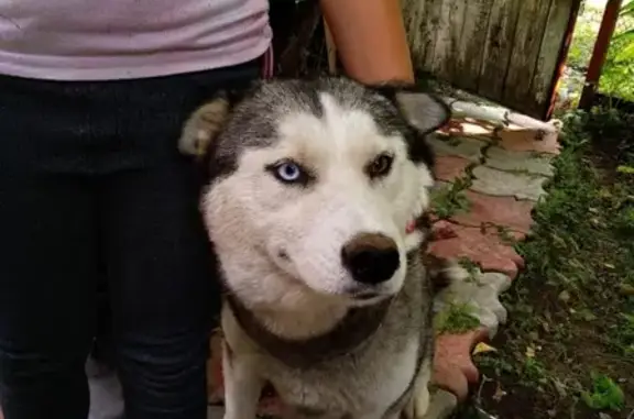 Найдена собака, Москва, фото: Найдена беременная Хаски в СНТ Вильяминово-ЗИЛ, ищет новый дом