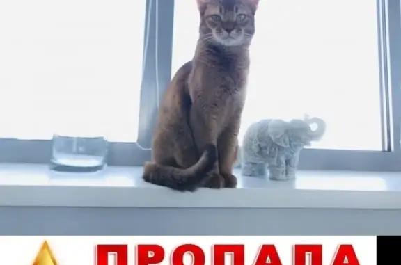 Пропала кошка на Балаклавском проспекте
