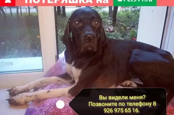 Собаки потеряшки, Москва, фото: Потеряшка собака Мейли в парке Северное Тушино