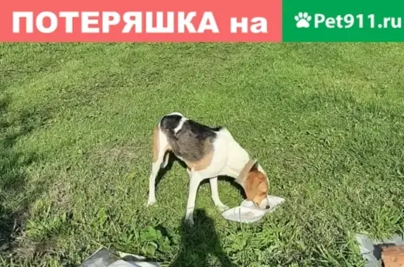 Собака найдена в поселке Акулово
