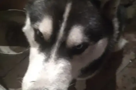 Найдена собака, Сузун, фото: Хаски найдена в Сузуне, нужны хозяева