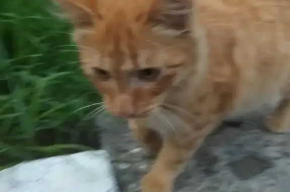 Найдена рыжая кошка на улице Мечникова, 55