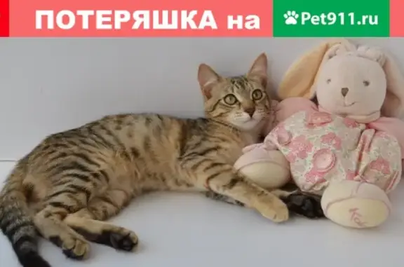 Кошки потеряшки, Москва, фото: Потеряшка кошка Нюша 29 августа на ул. Ген. Тюленева, Москва