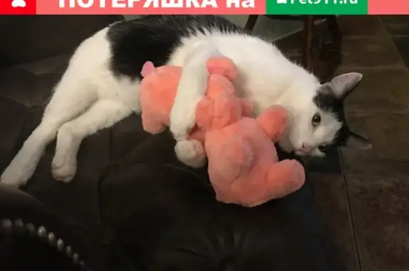 Кошки потеряшки, Москва, фото: Потеряшка кот Филин, Юбилейная ул. 15Б, Солнечногорск