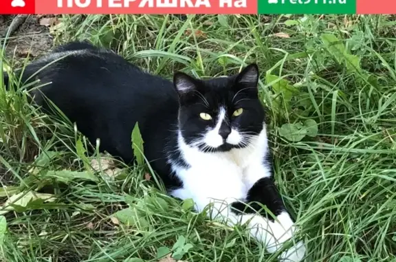 Найден домашний кот в Красногорском лесопарке