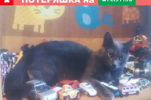 Пропала кошка на ул. Горпищенко